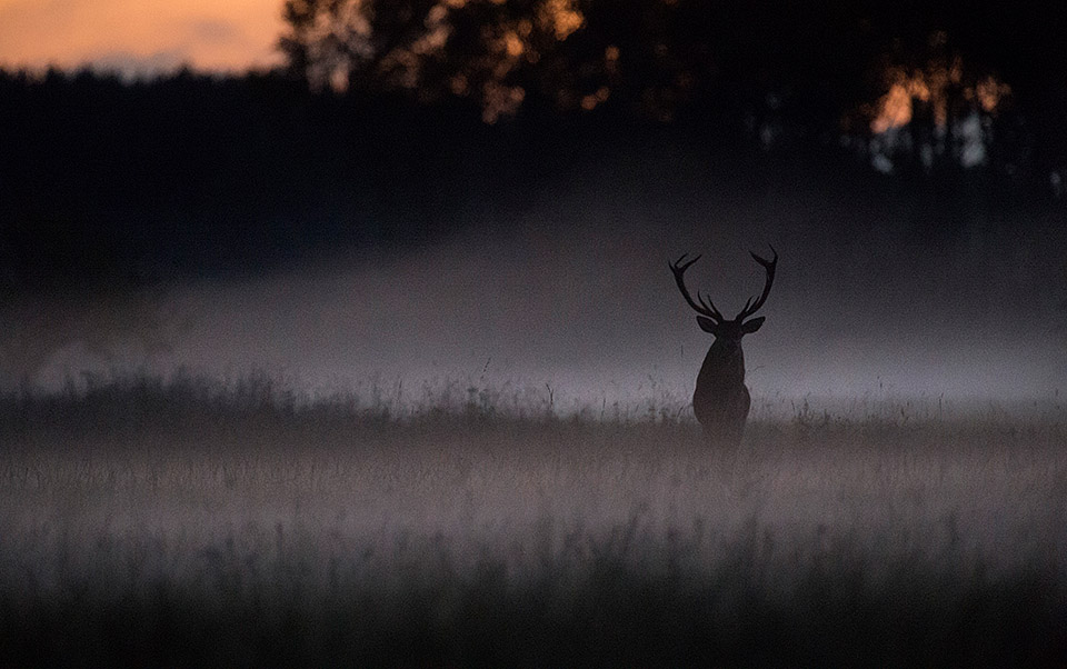 Red deer stag at dusk